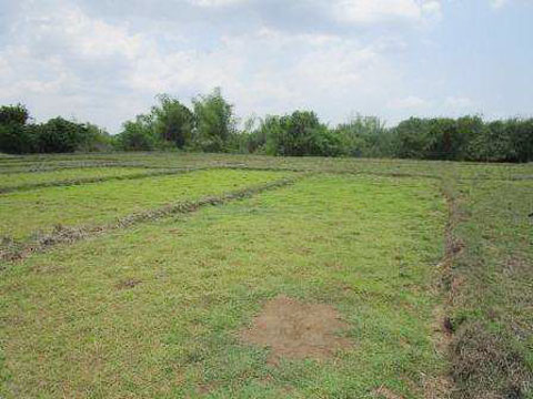 Lot 8603-C Brgy. San Sotero Santa Ignacia Tarlac (Interior)